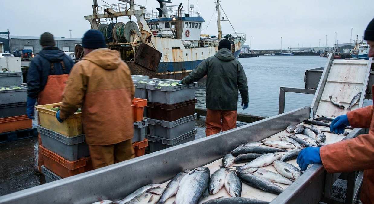 Российские рыбаки выловили более 1,7 млн тонн водных биоресурсов к концу апреля