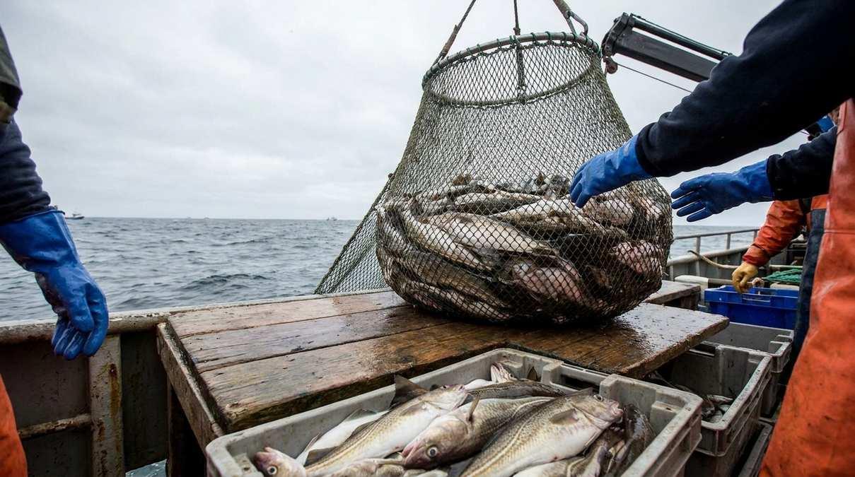 ФАС отказалась вводить мораторий на штрафы для рыбопромышленников за ошибки на бирже