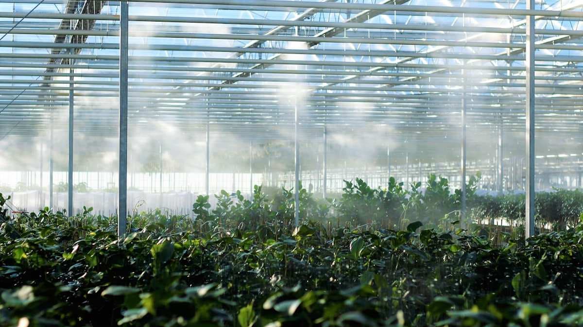 Россия увеличит производство цветочной продукции на 11% в текущем году