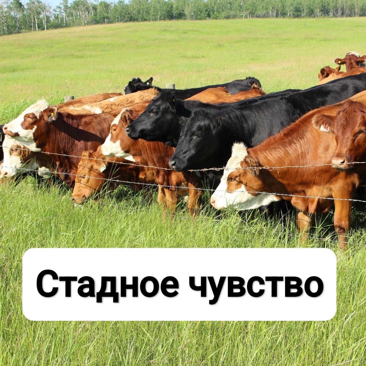Модели поведения на фондовом рынке.